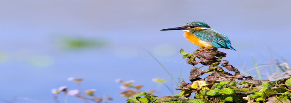 Bird Watching